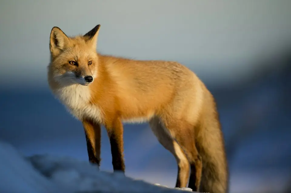 Zorro en el bosque — precisión en el cobro, recaudación automática Digitalizatodo Chile