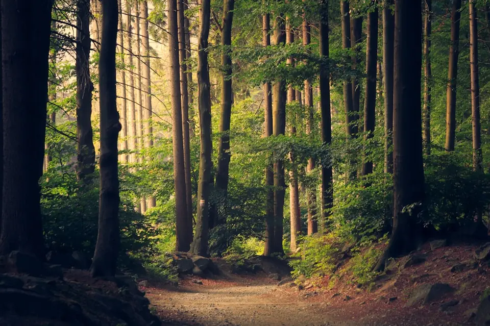 Bosque con niebla al amanecer — flujo continuo de datos en tiempo real, trazabilidad realtime Digitalizatodo Chile